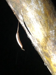 Sinomantis denticulata