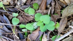 Fuchsia procumbens