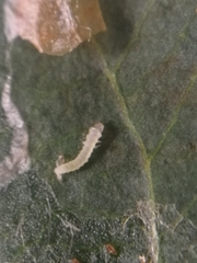 Phyllonorycter blancardella
