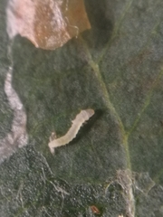 Phyllonorycter blancardella