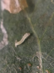 Phyllonorycter blancardella