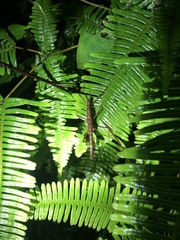 Neohirasea japonica