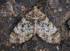 Spargania privernaria