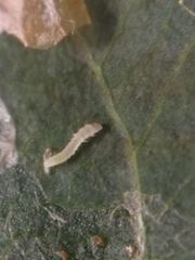 Phyllonorycter blancardella