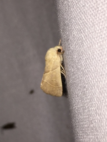 American Dun-bar Moth photo 5