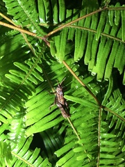 Traulia ornata