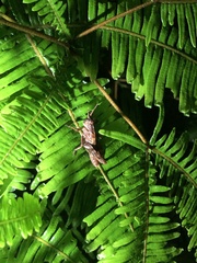 Traulia ornata