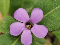 Brunoniella