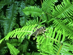 Diaphanogryllacris laeta