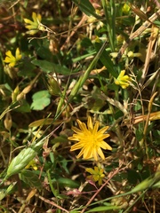Microseris bigelovii