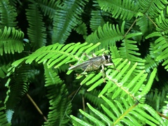 Diaphanogryllacris laeta
