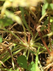 Microseris bigelovii