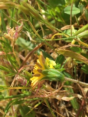 Microseris bigelovii
