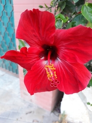 Hibiscus rosa-sinensis