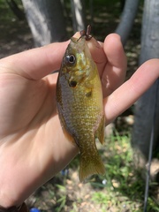 Lepomis gibbosus × cyanellus