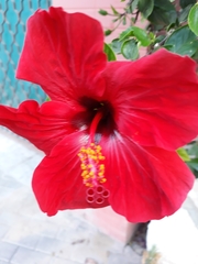 Hibiscus rosa-sinensis