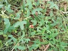 Passiflora aurantia aurantia