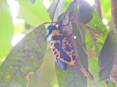 Chalcidica