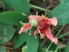 Passiflora aurantia aurantia