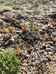 Boechera pendulocarpa