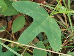 Passiflora aurantia aurantia