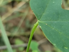 Passiflora aurantia aurantia
