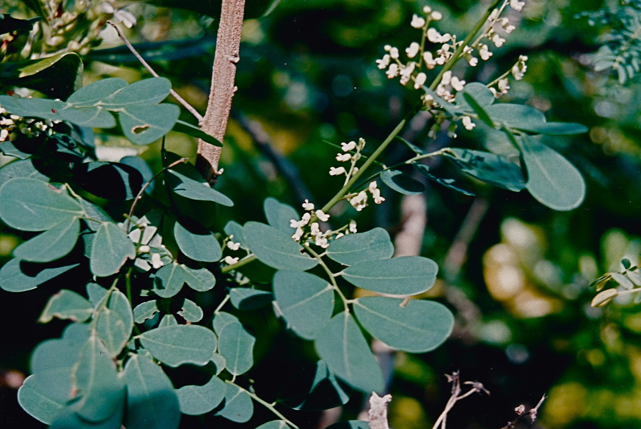 Dalbergia candenatensis