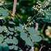 Dalbergia candenatensis - Photo (c) Lauren Gutierrez,  זכויות יוצרים חלקיות (CC BY-ND)