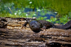 Ambystoma granulosum