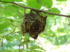 Vireo solitarius
