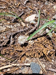 Allium tribracteatum