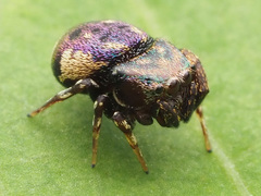 Rhetenor texanus