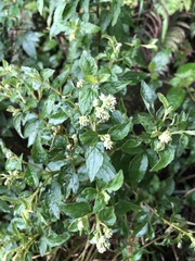 Microglossa pyrifolia