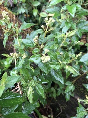 Microglossa pyrifolia