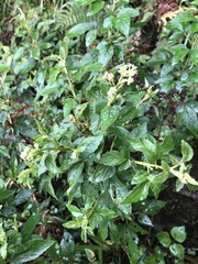 Microglossa pyrifolia