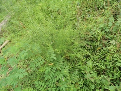 Westringia eremicola