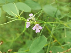 Westringia eremicola