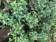 Microglossa pyrifolia