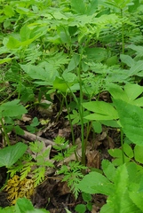 Conioselinum tataricum