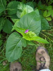 Mirabilis nyctaginea