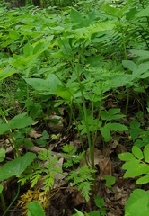 Conioselinum tataricum