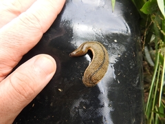 Hirudinaria manillensis