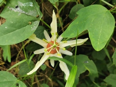 Passiflora aurantia aurantia