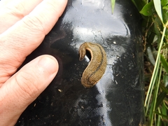 Hirudinaria manillensis