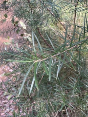 Lysicarpus angustifolius