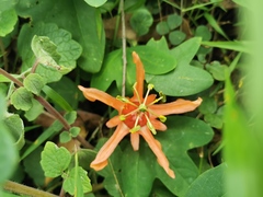 Passiflora aurantia aurantia