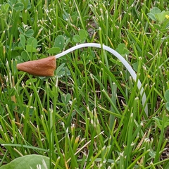 Conocybe deliquescens