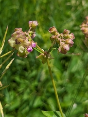 Mirabilis nyctaginea