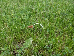 Conocybe deliquescens