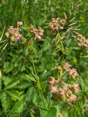 Mirabilis nyctaginea